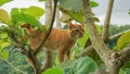 Potrait of a young orange cat with curious face tried to climb on a tree Royalty Free Stock Photo