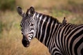 Potrait of zebra with oxpecker, Masai Mara, Kenya