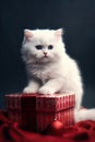 Potraits of adorable cat in christmas Royalty Free Stock Photo