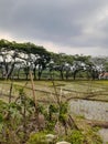 Potret Rice fields Royalty Free Stock Photo