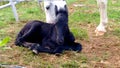 Potrillo recien nacido siendo cuidado por su madre Royalty Free Stock Photo