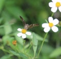 A Potrillo Skipper butterfly frontal view while feeding Royalty Free Stock Photo