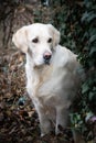 Potrtait of labrador whom is sitting in flowers