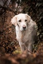 Potrtait of labrador whom is sitting in ivy.