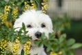 Potrtait od a white terrier dog in flowers Royalty Free Stock Photo
