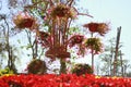 Pots architecture of flower in outdoor garden flowers with many varieties of flower are blooming so beautiful