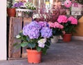 Pots with beautiful blooming pink and purple hydrangea flowers for sale outside flower shop. Garden store entrance decorated with Royalty Free Stock Photo