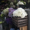 Pots with beautiful blooming pink and purple hydrangea flowers for sale outside flower shop. Garden store entrance decorated with Royalty Free Stock Photo