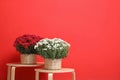 Pots with beautiful chrysanthemum flowers on wooden tables against red background Royalty Free Stock Photo