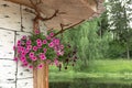 pots with blooming petunias on the wall of the house, gazebos, flowers indicate the entrance to the house, home sweet home