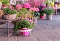 Pots with blooming pink flowers for sale outside of flower shop. Garden store entrance decorated with rustic style forged bench an Royalty Free Stock Photo