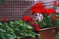 Pots with blooming red geranium. Red pelargonium. Royalty Free Stock Photo