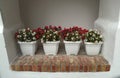 4 pots with blooming red and white flowers on wall Royalty Free Stock Photo