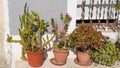 pots with cactuses against grey wall Royalty Free Stock Photo