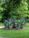 Pots of cactuses in a park