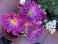 Pots of chrysanthemums and daisies Royalty Free Stock Photo