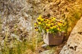 Pots with colorful flowers, botany and floral beauty Royalty Free Stock Photo