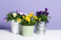 Pots with colorful pansies