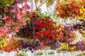 Pots of colorful petunias in a greenhouse with drip irrigation system Royalty Free Stock Photo