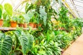 Pots with decorative deciduous tropical plants in a greenhouse garden Royalty Free Stock Photo