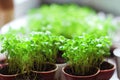 Pots with delicate healthy microgreens grown for proper nutrition