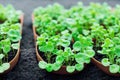 Pots with delicate healthy microgreens grown for proper nutrition