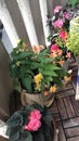 Pots of flowers on the balcony in summer