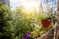 Pots with flowers on the balcony, a sunny summer mood