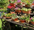 Pots of flowers in the meadow in the mountains Royalty Free Stock Photo