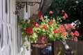Pots with flowers red geranium Royalty Free Stock Photo