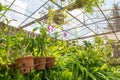 Pots with growing orchid flowers at the beautiful green tropical garden Royalty Free Stock Photo