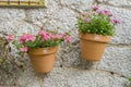 Pots hanging on the wall with flowers in the city of Valldemosa Royalty Free Stock Photo