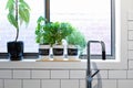 Pots of herbs on contemporary kitchen window sill Royalty Free Stock Photo