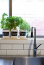 Pots of herbs on contemporary kitchen window sill vertical Royalty Free Stock Photo