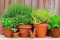 Pots of herbs in garden Royalty Free Stock Photo