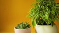 Pots with indoor plants on a yellow background: ficus benjamin kinki and succulents. The hand puts the flowers on the table. Care