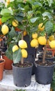 Pots of lemon plants with ripe yellow fruits for sale Royalty Free Stock Photo