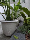 Pots with ornamental plants with green leaves in a small garden in the corner of a building in Jakarta Royalty Free Stock Photo