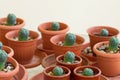 Pots with peyote cactus grown cultivated at home. Psychoactive curative medicinal plants concept Royalty Free Stock Photo