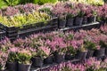 Pots with pink heather in boxes. Garden center, market, shop