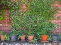 Pots and plants on the background of the wall. Red wall and ivy. Growing flowers Royalty Free Stock Photo