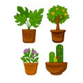 Pots plants with flowers and leaves set. Vector illustration. Royalty Free Stock Photo