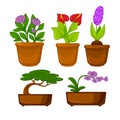 Pots plants with flowers and leaves set. Vector illustration. Royalty Free Stock Photo