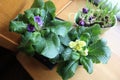 Pots with primroses and crocuses on the table.