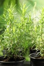 Pots with rosemary bushes