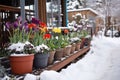 pots of seasonal flowers next to a snow-covered outdoor dance area