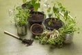 Pots with seedlings, a bottle of water and a shovel with soil