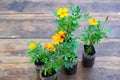 Pots with seedlings of marigolds stand on a wooden floor. Spring work in the garden Royalty Free Stock Photo