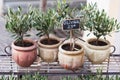 Pots with a small miniature olive tree