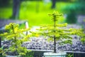 Pots with soil and seedlings of coniferous trees. Spruce branch. Beautiful branch of spruce with needles.